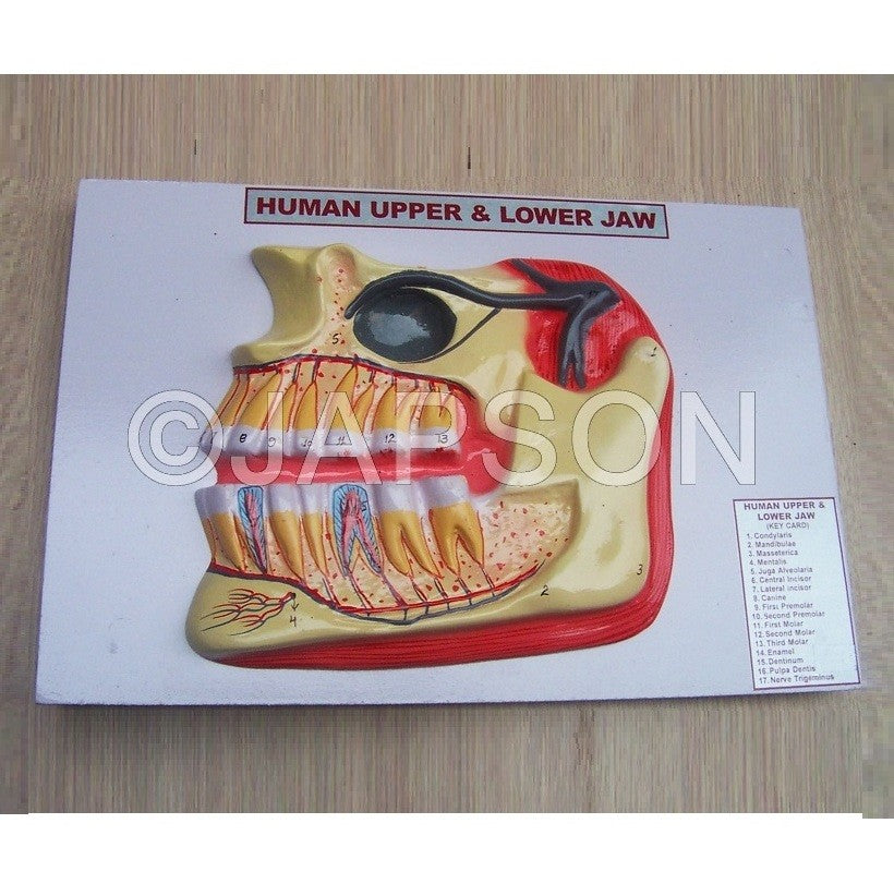 Human Teeth Model, Upper and Lower Jaw Human Teeth Model, Upper and Lower Jaw